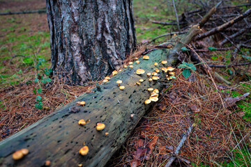 Fungi in a woodland setting