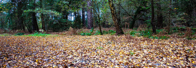 Autumn at The Kings Forest Suffolk