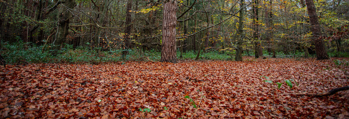 Autumn at The Kings Forest Suffolk