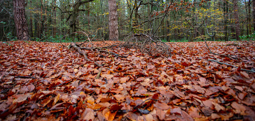 Fallen Leaves at The Kings Forest Suffolk