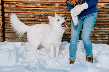 A playful white dog jumping in the snow next to a woman wearing winter clothes. Fun outdoor winter activity with pets, snowy landscape, and friendly dog interaction in front of a wooden cabin wall.