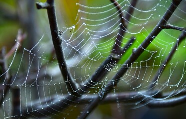 spider web with dew drops