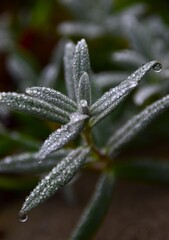 water drops on a leaf