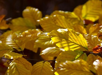 autumn leaves of yellow leaves