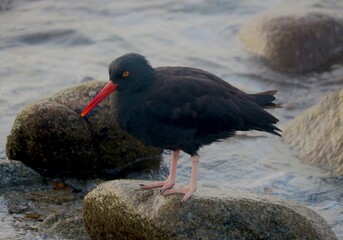 Asilomar State Beach, California: Black Oystercatcher Walking Alongside The Rocky Pacific Coastline