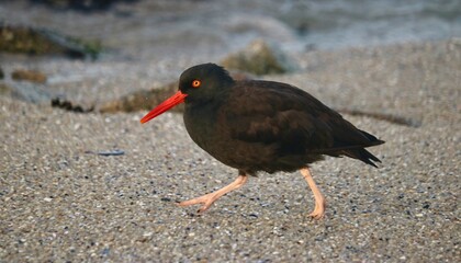 Asilomar State Beach, California: Black Oystercatcher Walking Alongside The Rocky Pacific Coastline