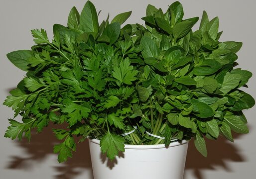 Fresh herbs in container: green leaves, parsley, basil, culinary ingredients, healthy food