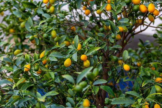 Kumquat Tree Images – Browse 58,930 Stock Photos, Vectors, and