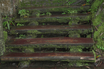 Stairs and moss in the rainy season