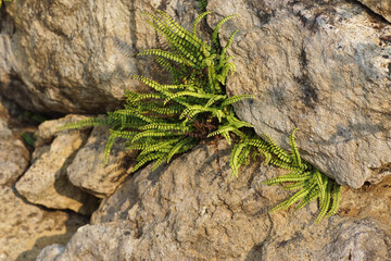 Asplenium trichomanes, the maidenhair spleenwort in a boulder wall in France. Summer, June. Family Aspleniaceae (spleenworts).   © Thijs de Graaf