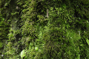 green moss on the tree