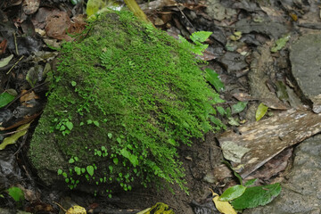 green moss on the stone