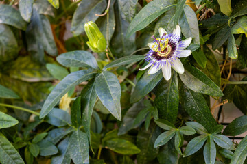 Close up passiflora. Passion Flower (Passiflora caerulea) leaf in tropical garden. Beautiful passion fruit flower or Passiflora (Passifloraceae).