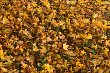 Herbstblätter als Hindergrundbild