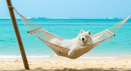 Fluffy white dog reclines in a hammock on sandy beach with turquoise ocean background