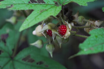 Wild flowers in the rain forest