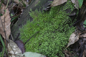 green moss on the stone