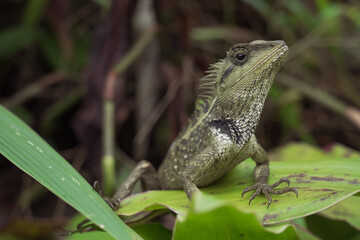 lizard on a tree