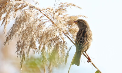 House Sparrow on cane, Passer domesticus, birds of Montenegro