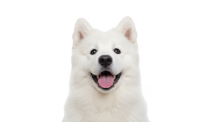 Happy Samoyed Dog Under Mistletoe on White Background