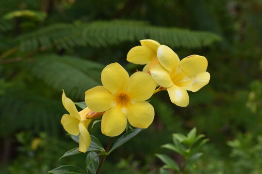Allamanda jaune Cathartica