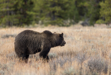 Fototapeta premium Grizzly Bear in Autumn in Grand Teton National Park Wyoming