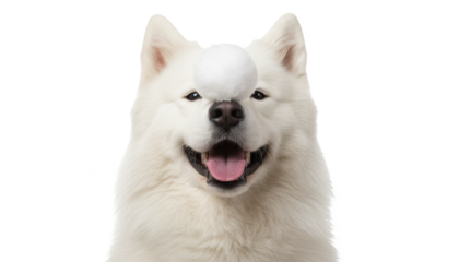 Funny Samoyed Dog With Snowball on Nose