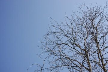 Dry dead tree branch standing against a clear bright blue sky, minimalist natural background for environment and nature themes © tuan12