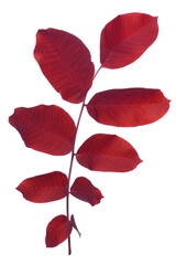 Decorative branch with burgundy, maroon, and crimson leaves isolated on transparent background. Perfect red element for floral patterns, seasonal themes, creative projects, nature compositions.