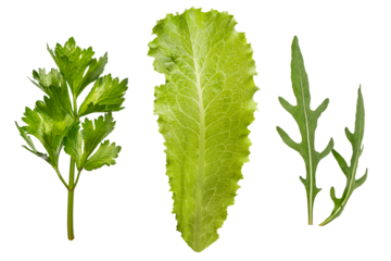 Fresh parsley, lettuce and arugula leaves isolated on transparent background. Natural mixed greens set for salad recipes, healthy food design, organic cooking themes and packaging elements.