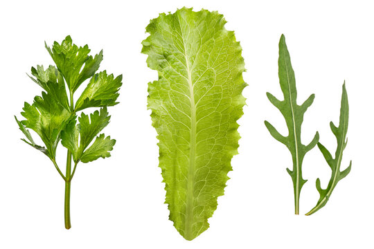 Fresh parsley, lettuce and arugula leaves isolated on transparent background. Natural mixed greens set for salad recipes, healthy food design, organic cooking themes and packaging elements.