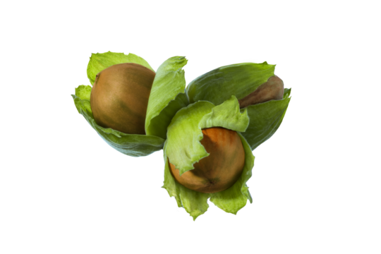 Fresh hazelnuts in green husk with brown hard shell isolated on transparent background. Organic nuts from hazel tree, perfect for healthy food, farming and natural product design.