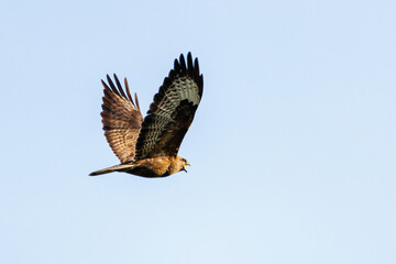 Bussard