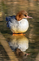 merganser female in the wild