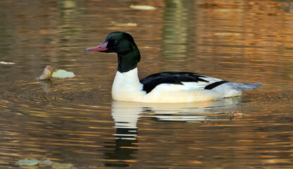 merganser male in the wild