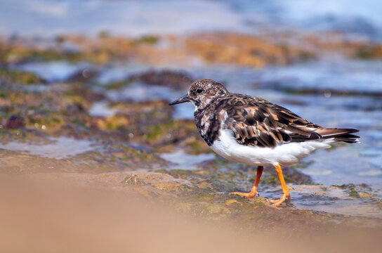 Ruddy turnstone perched on the shore.