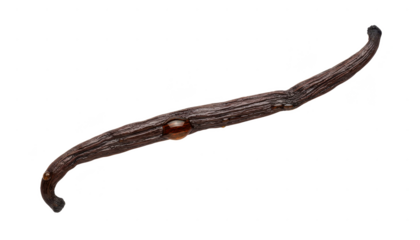 Single Vanilla Bean Pod With Drops of Extract on White Background