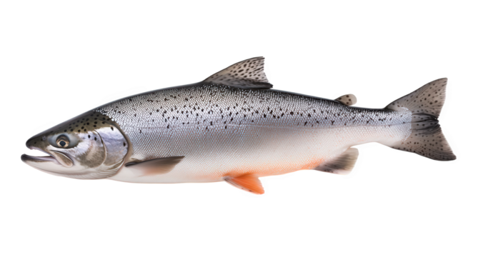 A fresh salmon with silver scales, isolated on transparent background, showcasing its streamlined body and healthy appearance, ready to be prepared for a delicious meal