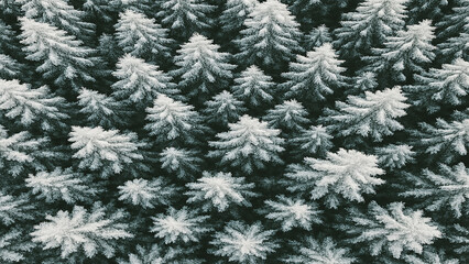 Aerial view of snow-covered pine trees in a dense forest