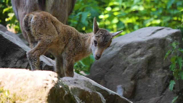 Close up of a baby ibex fawn moving around the forest ona sunny spring day