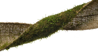 Rustic Burlap Ribbon Adorned With Lush Moss and Water Droplets, High Angle View