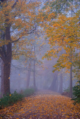 Misty Autumn Alley