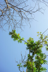 Leafless branches beside green leafy branches against clear blue sky, showing natural life and decay contrast