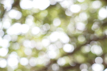 Fototapeta premium Dreamy Outdoor Scene with Natural Light and Bokeh Effect