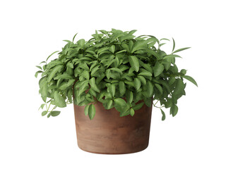Naklejka premium Schefflera arboricola in a pot isolated on transparent background, a popular houseplant
