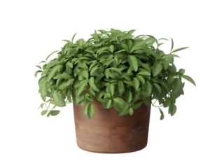 Schefflera arboricola in a pot isolated on transparent background, a popular houseplant