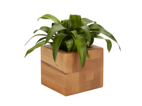 Green plant in a wooden cube pot isolated on transparent background, a simple decoration