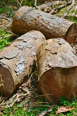 Massive cut logs resting amid dense greenery, showing the scale of timber harvesting and the environmental pressure on forest habitats