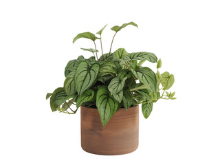 Fototapeta premium Peperomia plant in a pot isolated on transparent background, indoor houseplant decor