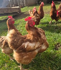 Close-Up Perspective of Happy, Free-Range Brown Chickens on Green Grass: A Lively Flock of Hens Foraging in Bright Sunlight, Symbolizing Healthy Organic Farm Life and Sustainable Foo